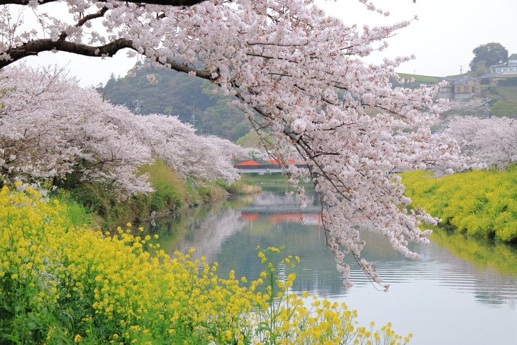 春景