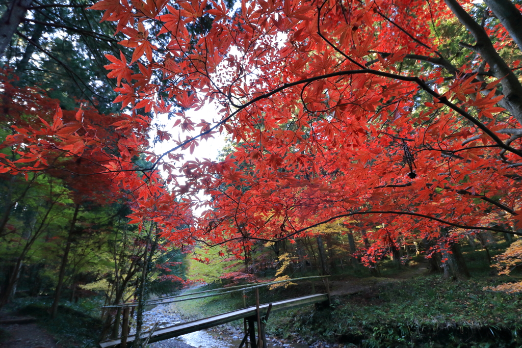 紅より臨む