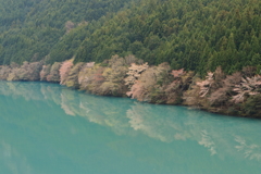 ダム湖の桜