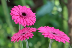 shocking pink