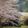 線路脇の桜