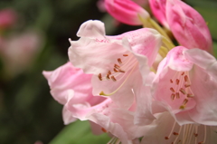 高嶺の花