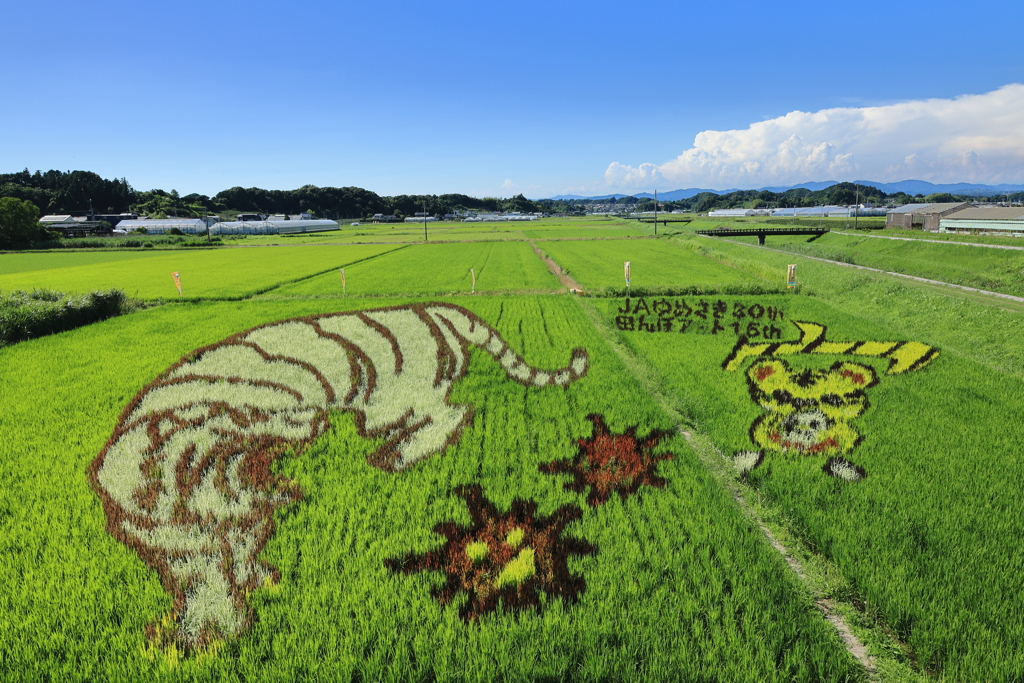 2022田んぼアート菊川