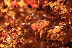 紅葉に晩秋の陽