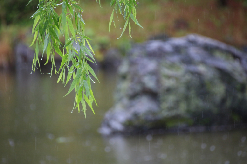 雨の丸山公園2