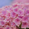 吾輩は紫陽花である。名前はまだない。