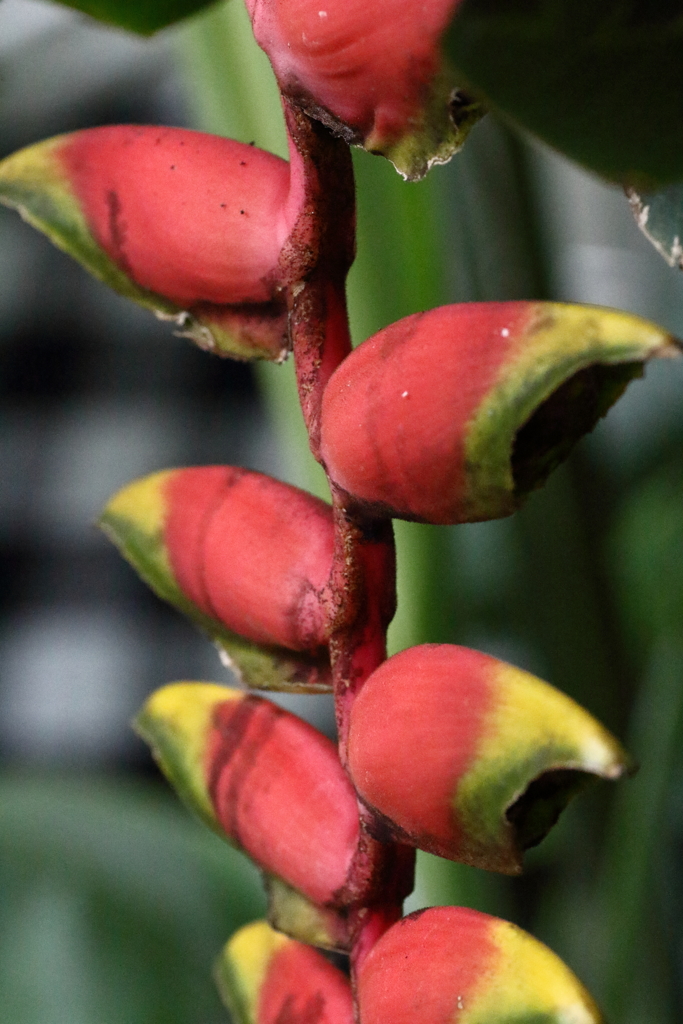 Helikonia rostrata