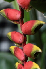 Helikonia rostrata
