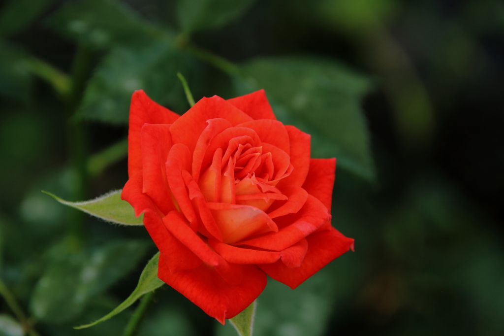 紅一点