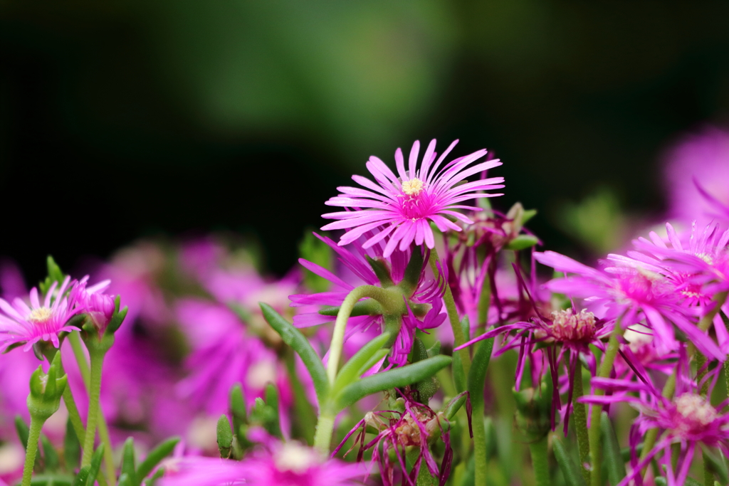 晴れの日　しかも日中限定