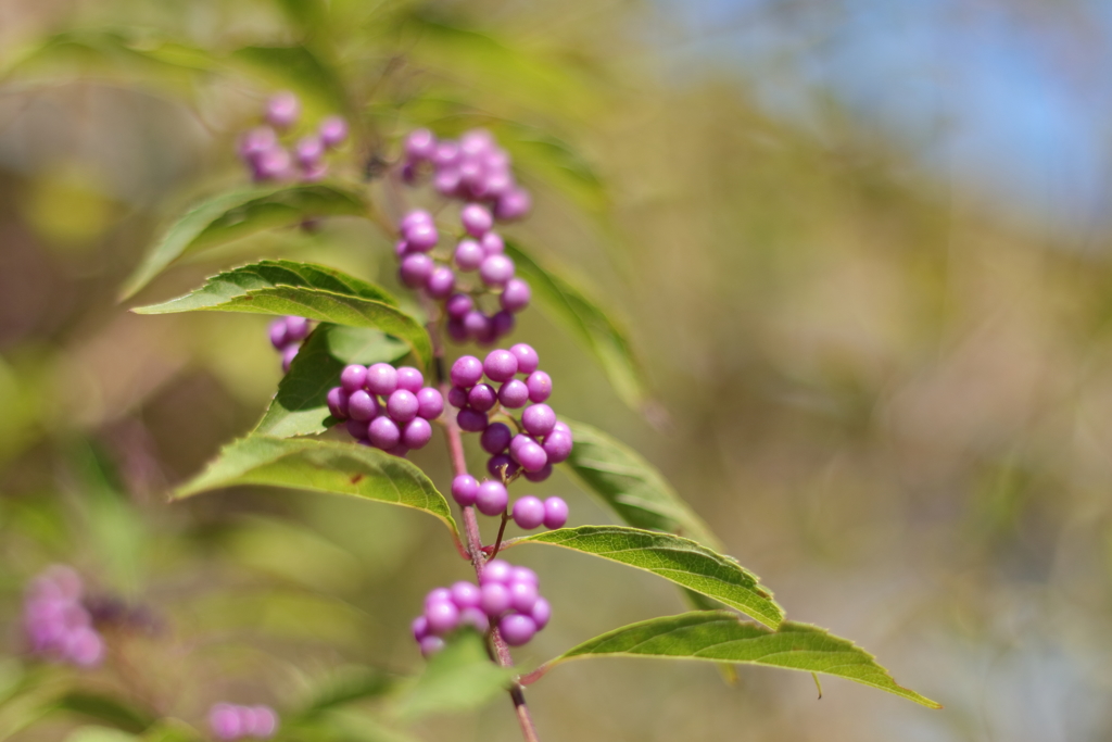 聡明だったり気品だったり