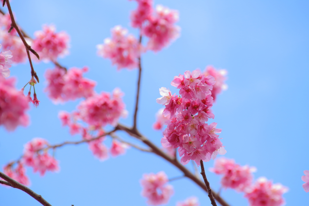 掛川桜