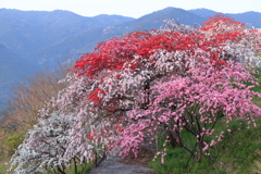 花桃のある風景