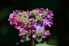 雨季の花