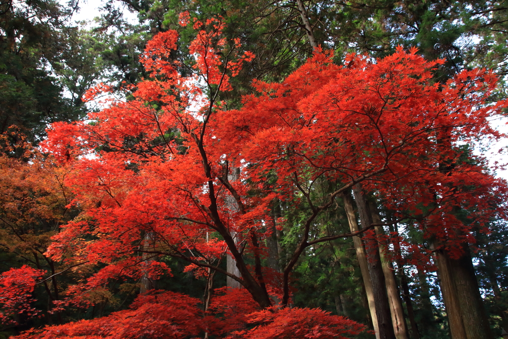 Shape of tree