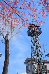 火の見櫓に掛川桜