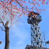 火の見櫓に掛川桜