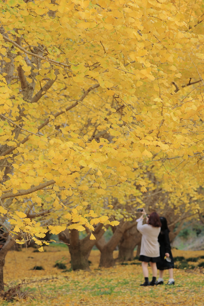黄色い秋を楽しむ