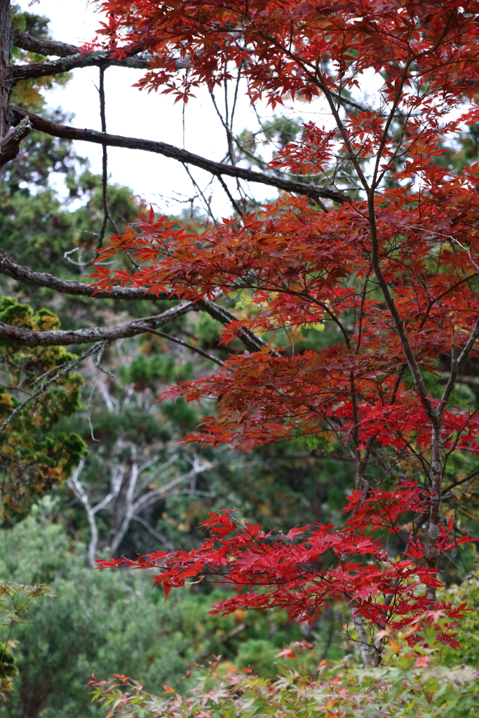 部分的に紅葉