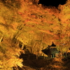 紅葉に包まれて