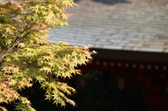 春もみじ