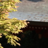 春もみじ