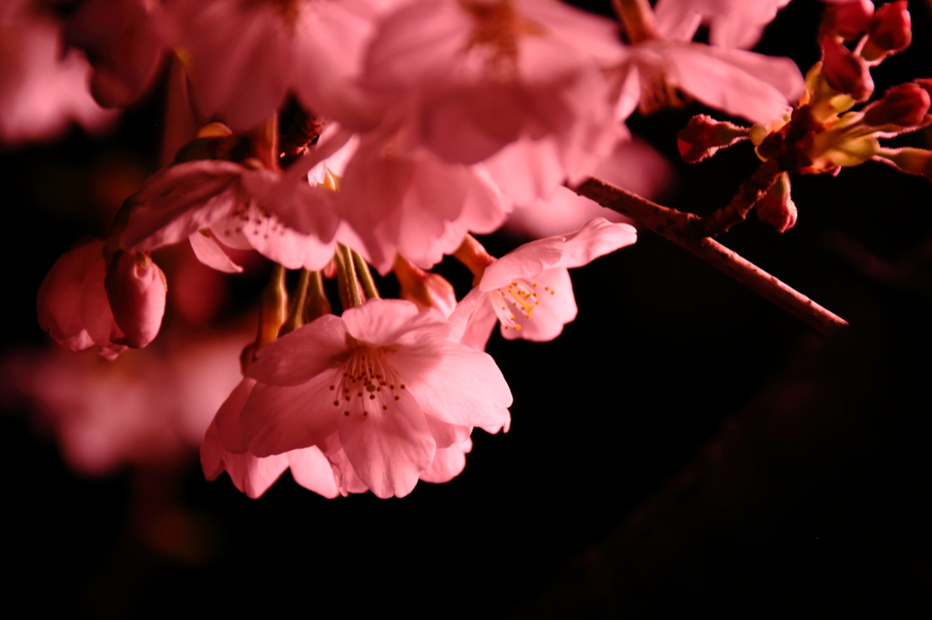 闇夜に浮かぶ桜