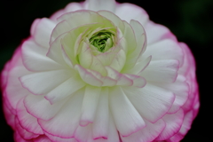 corsage