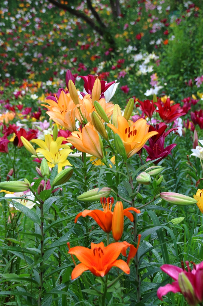 Lily bouquet