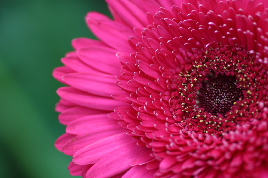 shocking pink