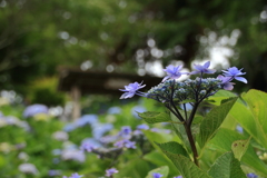 紫陽花のある風景