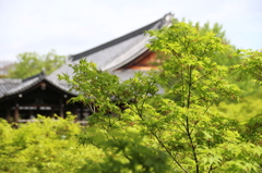 新緑の東福寺1