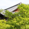 新緑の東福寺1