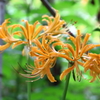 陽気