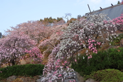 桜もいいけど。。。