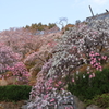 桜もいいけど。。。