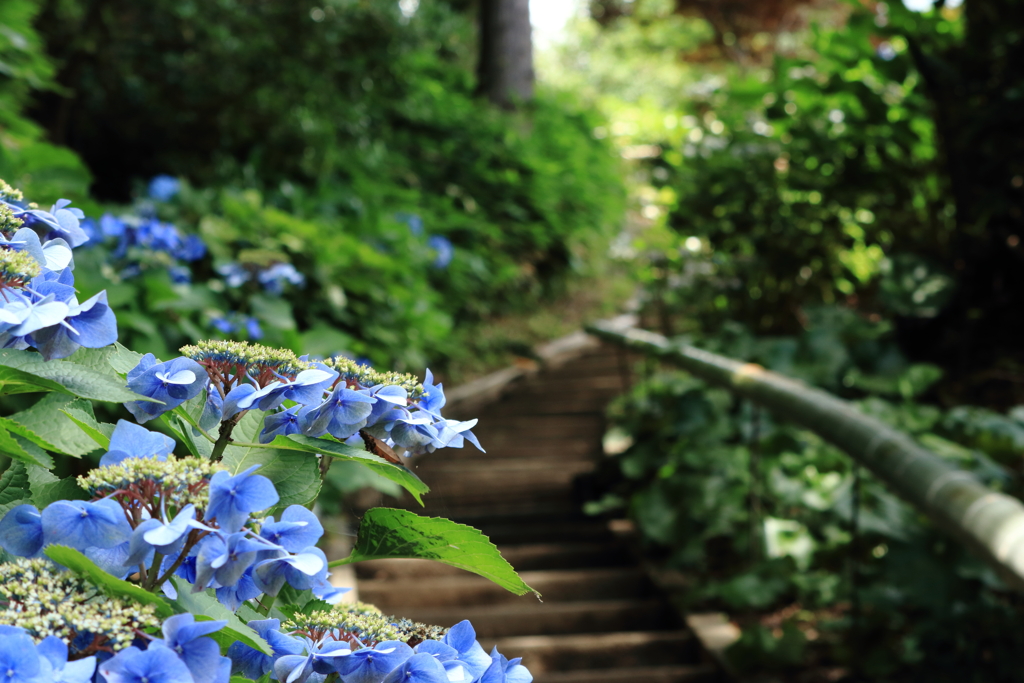紫陽花のその先へ