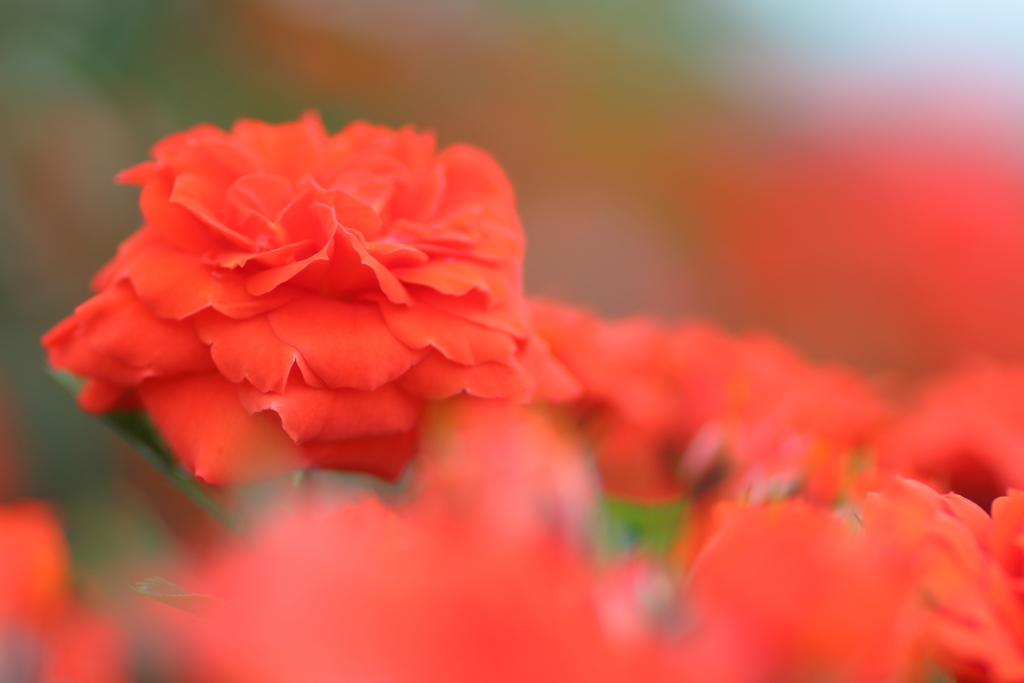 Orange Juwel
