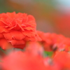 Orange Juwel