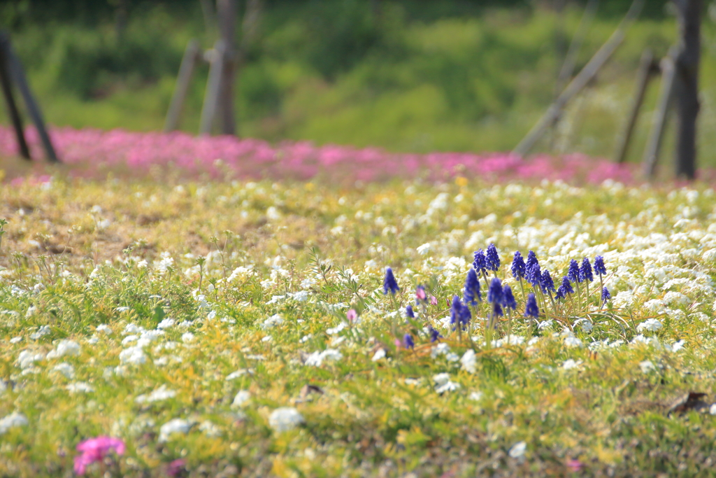 spring　garden