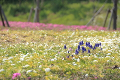spring　garden