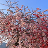 花桃降り