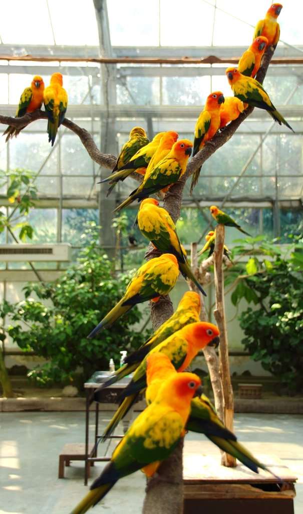 今年もインコの季節がやってきました