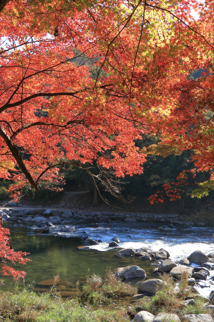 渓谷の紅葉