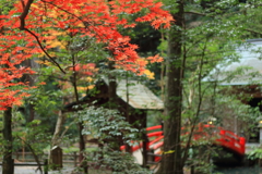 参道の紅葉