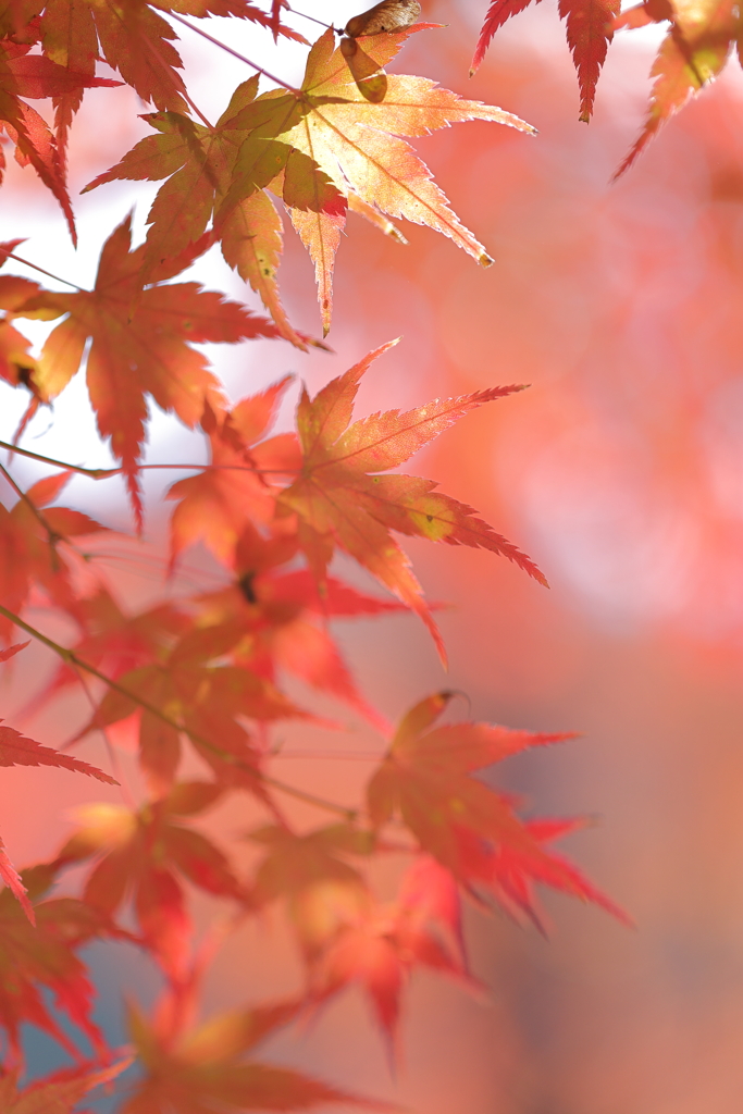 紅葉狩り