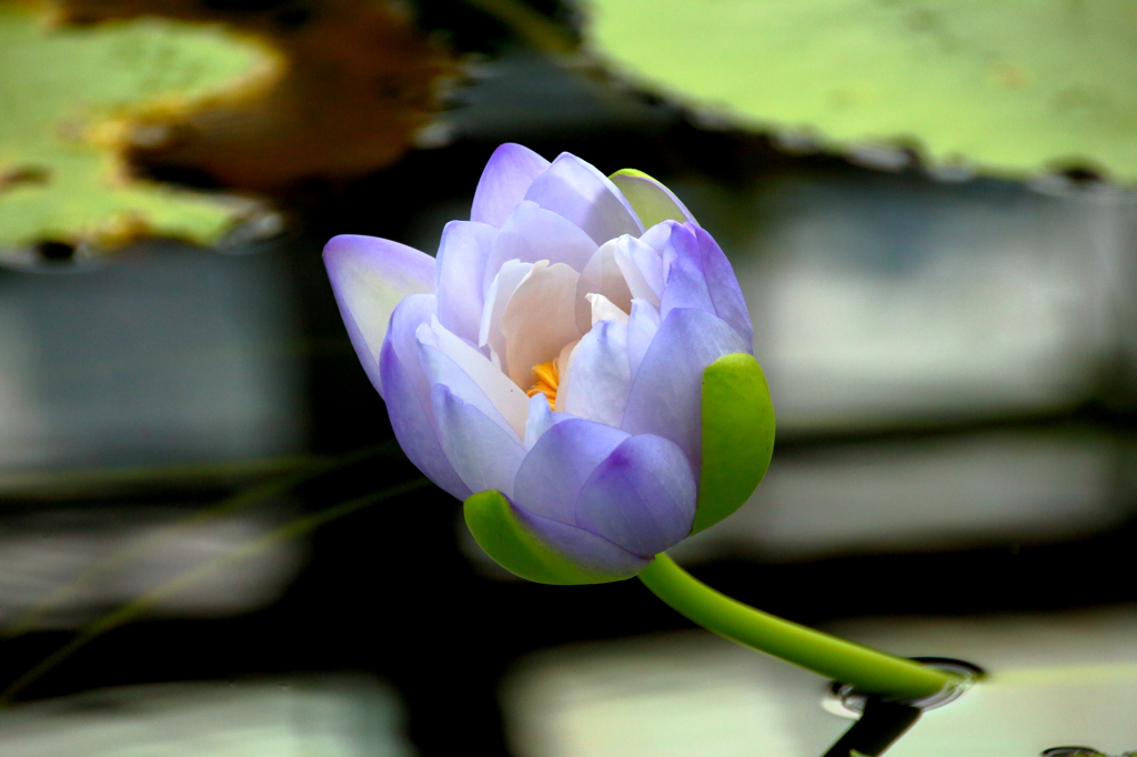 夢でもし逢えたら