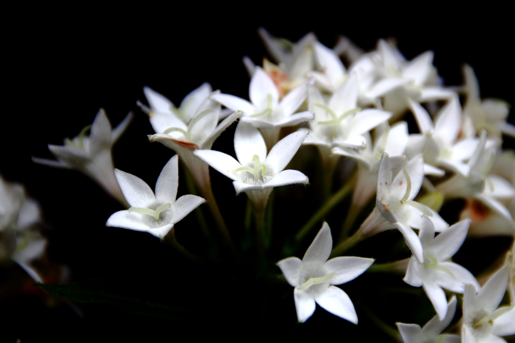 ペンタス（白）