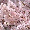 密集する春