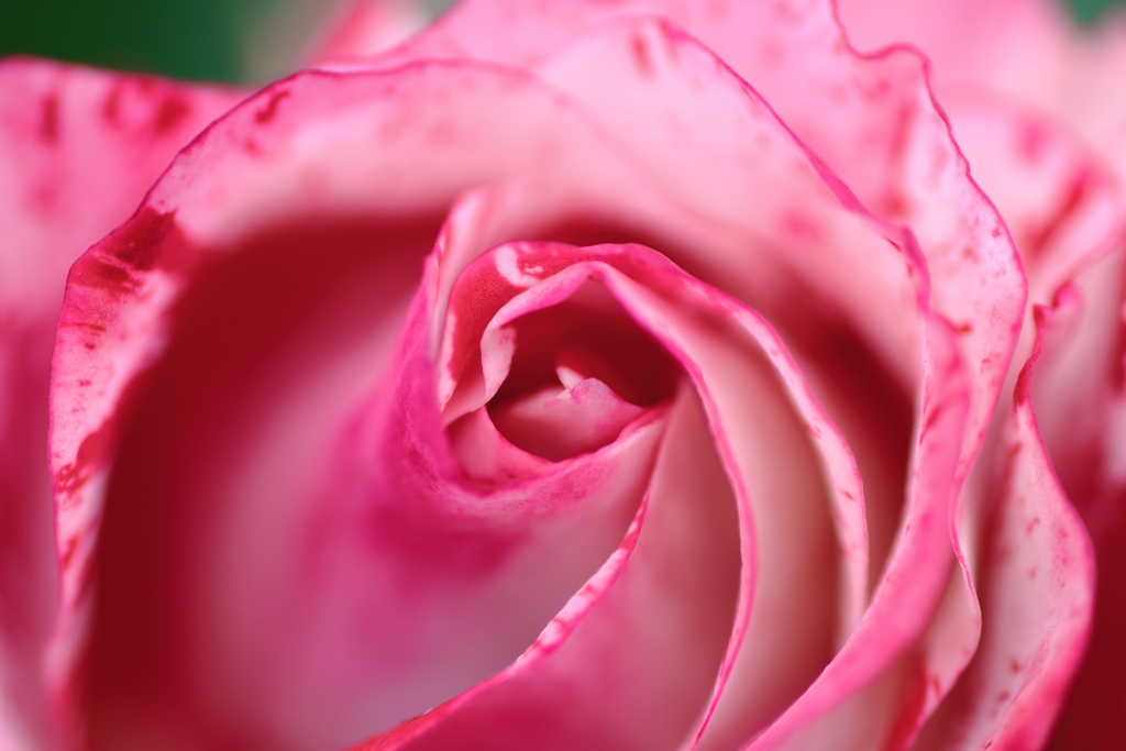 オレンジスプラッシュ